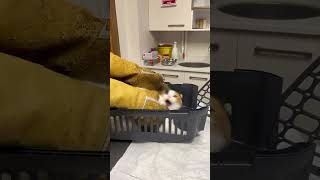 Cat funny moment female cat were shouting 😂 shortvideo cat catfunny cute catvideos [upl. by Eudora]