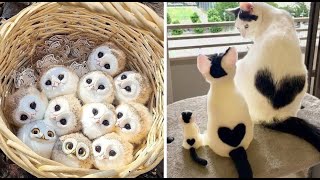 New Cute Baby Animals Videos Compilation  Funny and Cute Moment of the Animals 2  Cutest Animals [upl. by Trabue]