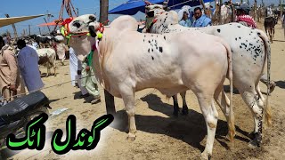 Gondal Mandi Attock  Bakra Mandi 2024  Eid ul Adha  Cattle Cow Livestock  Afzal Khan Explorer [upl. by Artapoelc]