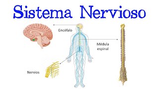 🧠 ¿Qué es el Sistema Nervioso 🧠 Fácil y Rápido  BIOLOGÍA [upl. by Leiram]