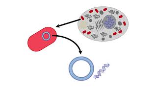 Mitochondrial Inheritance [upl. by Decca]