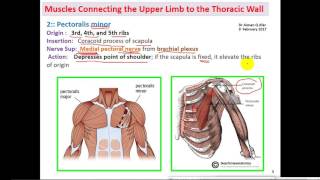 anatomy dr Ayman  Upper limb Muscles 1  Thoracic Vertebral Scapular تشريح [upl. by Farland607]