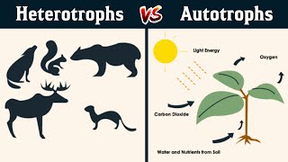 Autotrophs and heterotrophs in Hindi [upl. by Annekcm]