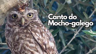 Canto do mochogalego Athene noctua [upl. by Rebliw497]