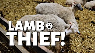 WHY DO SHEEP TRY TO STEAL LAMBS THAT ARENT THEIRS DAY 15 Vlog 277 [upl. by Luby]