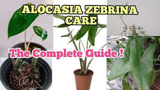 How to care Alocasia zebrina  A complete guide [upl. by Omlesna]