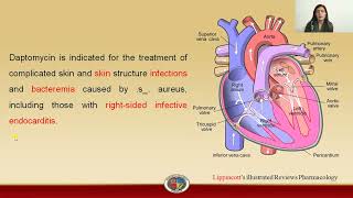 Daptomycin Pharmacology [upl. by Keane]