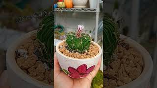 Su primera Floración 🥰cactus jardineria suculentas garden sosplantasalrescate gardening [upl. by Lim]