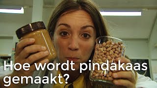 Hoe wordt pindakaas gemaakt  Het Klokhuis [upl. by Shoshana]