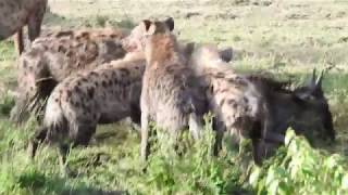 Spotted hyenas hunting a young wildebeest [upl. by Regdirb]