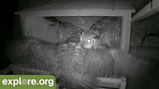 Great Horned Owl ATTACKS Peregrine Falcon Nest [upl. by Caldera]