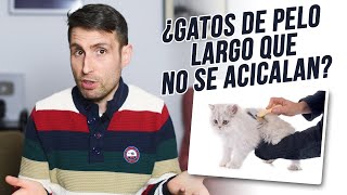 ¿Por qué mi gato de pelo largo no se acicala mucho [upl. by Ainafetse]