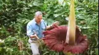 The Biggest Flower in the World  Titan Arum  David Attenborough  BBC Studios [upl. by Maffa]