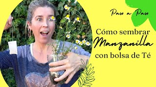 Agua De Manzanilla Para Bebes ❅ Beneficios Del Te De Manzanilla [upl. by Annayar]