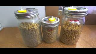 How To Spot Contaminated Grain Jars [upl. by Adnih]