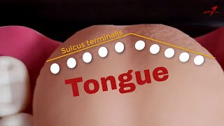 Remember the papillae of tongue [upl. by Nilsoj112]