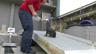 northern fur seal pup conservation research [upl. by Swanson]