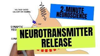 2Minute Neuroscience Neurotransmitter Release [upl. by Ellinej]