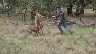 Man Punches a Kangaroo in the Face to Rescue His Dog Original HD  ViralHog [upl. by Hermia]