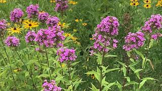 Garden Phlox Plant Profile [upl. by Pelletier]