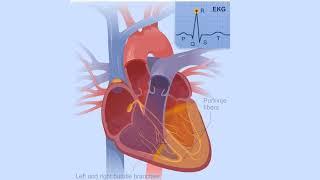 Blood Flow Through the Heart Made Easy  Cardiac Circulation Animation [upl. by Urina]