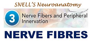 Chp03 Nerve Fibres  Mylinated amp Unmylinated Nerve Fibres  Snells NeuroAnatomy [upl. by Titus666]