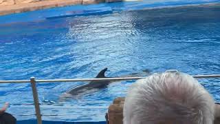 Amazing Dolphin Show at uShaka Marine World  Durban South Africa  MustSee Marine Life Experience [upl. by Ephraim410]