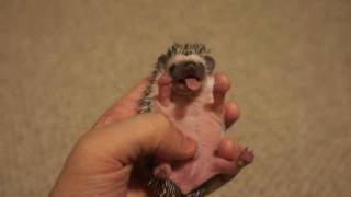 Baby Hedgehog Yawn [upl. by Areivax199]