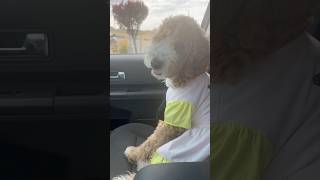 Nova the goldendoodle LOVES DogTreats and the CoffeeShop [upl. by Oech]