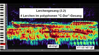 Lerchengesang 32  4 Lerchen im polyphonen quotCDurquotGesang  mit Notation [upl. by Eli]