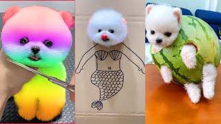 Collection of Funny Moments of Pomeranian Puppies 😍 Pom Laughs 03 [upl. by Alleber]