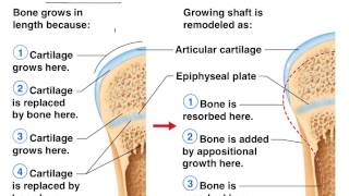 Bone formation healing remodeling [upl. by Refinnej]