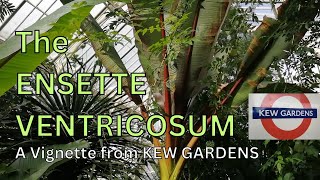 False Banana Plant  Ensete Ventricosum  Maurelii  Red Stripe  Kew Gardens [upl. by Kcirrek507]