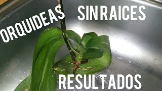 Orquídeas Sin Raíces Resultados Dos métodos diferentes [upl. by Rebmak]