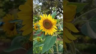 Sunflower  Inflorescence Capitulum [upl. by Elnora]