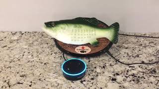 Pairing instructions for your Amazon Alexa enabled big mouth Billy Bass [upl. by Werdma]