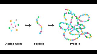 Immunity and peptides [upl. by Richel]