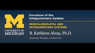 Integumentary System Functions [upl. by Schoening]