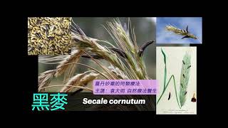 《靈丹妙藥的同類療法》 EP210  黑麥 Secale Cornutum [upl. by Lauryn]