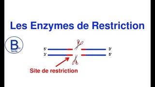 Les enzymes de restriction [upl. by Dlnaod853]