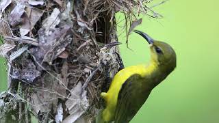 Olivebacked Sunbird  Male amp Female feeding at Sungei Buloh Wetland Reserved Singapore [upl. by Melville107]