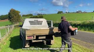 Pioneering brown boronia in Thorpdale [upl. by Kolnos]