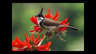 Sounds Of Red Whiskered Bulbul  Crested Bulbul [upl. by Almire]