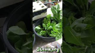 Ecosia 😊 ecosia searchengine planttrees tree trees Philippines [upl. by Crompton]