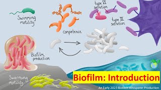 Biofilm Explained in 7 Minutes [upl. by Herbie]