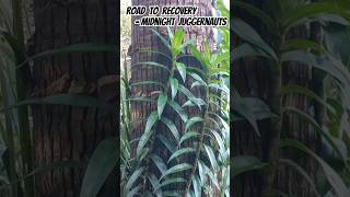 Freycinetia scandens A climbing Pandanus of Queensland Australia midnightjuggernauts aussiemusic [upl. by Avner]