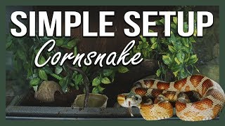 SIMPLE SETUP CORNSNAKE [upl. by Aihselef]