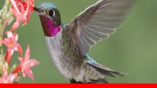 Types Of Hummingbirds In North America 🛋️ [upl. by Munson931]