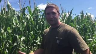 Estimating Corn Yield  Peterson Farms Seed Ag Bites [upl. by Bloch697]