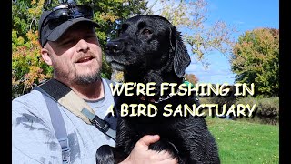 Fishing for BROWN TROUT on the fly at the CORNWALLIS RIVER Episode 2 of 4  A Fall fishing adventure [upl. by Annairda]